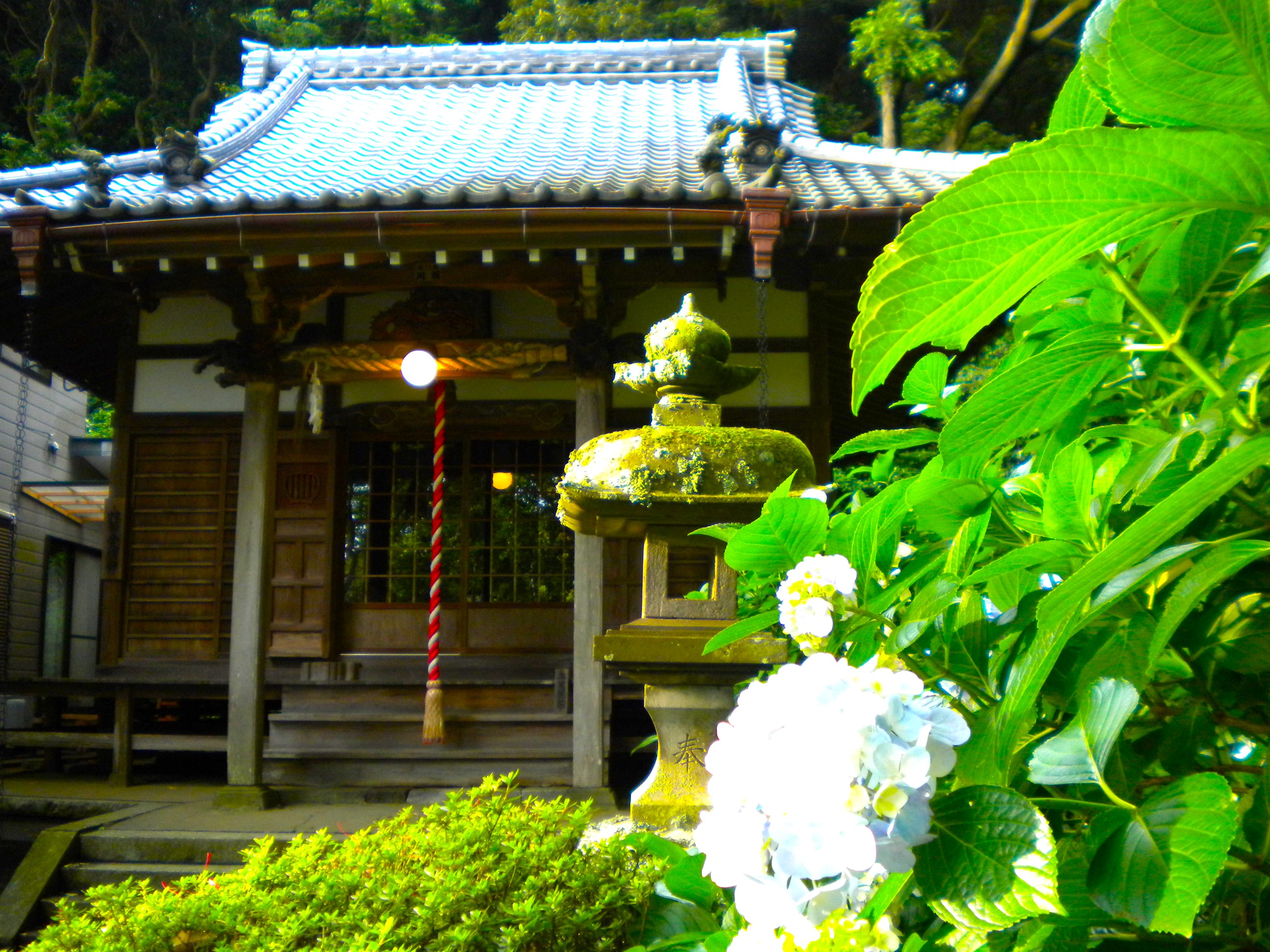 妙本寺アジサイ花画像