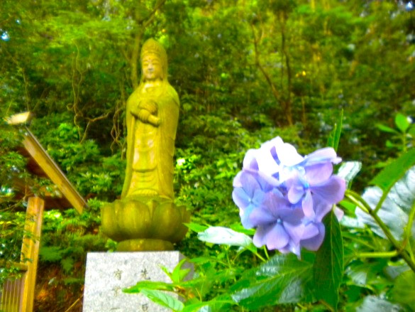 妙本寺アジサイ花画像