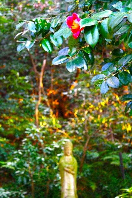 妙本寺ヤブツバキ花画像