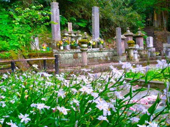 妙本寺シャガ花画像