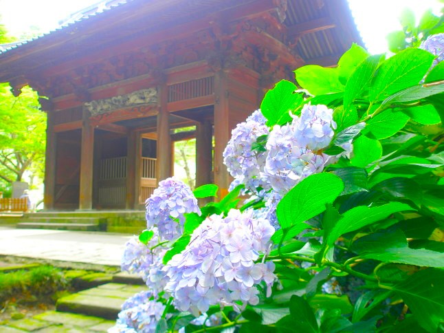 妙本寺アジサイ花画像