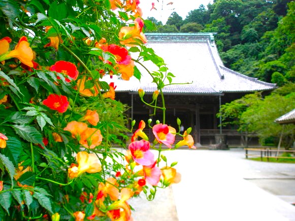 妙本寺ノウゼンカズラ花画像