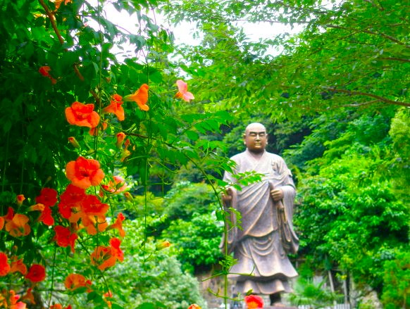 妙本寺ノウゼンカズラ花画像