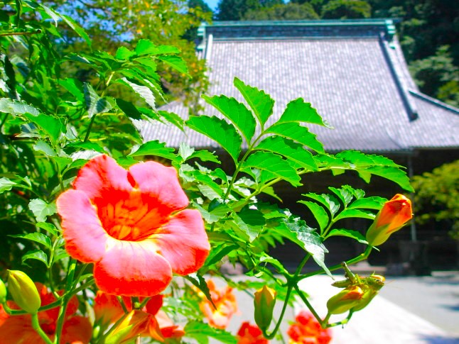 妙本寺ノウゼンカズラ花画像