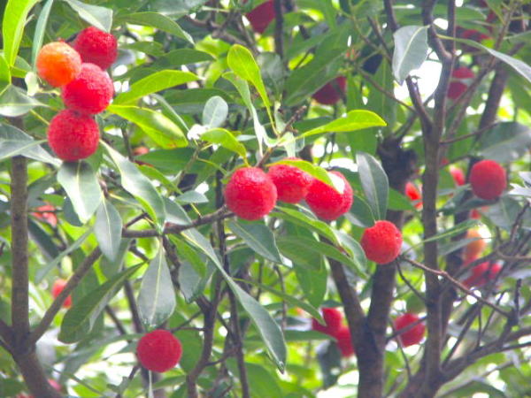 ヤマモモ実画像