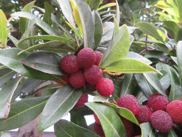 ヤマモモ実画像