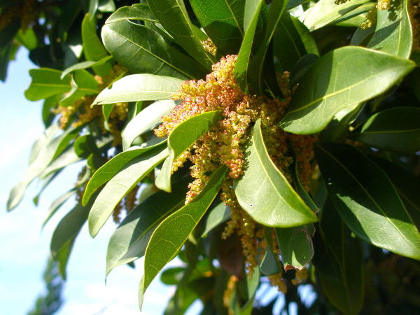 ヤマモモ花画像