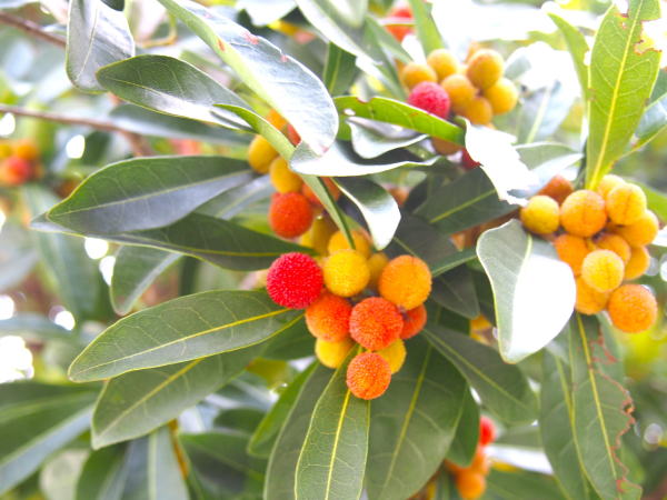 ヤマモモ実画像