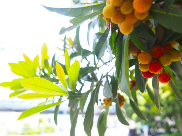 ヤマモモ実画像