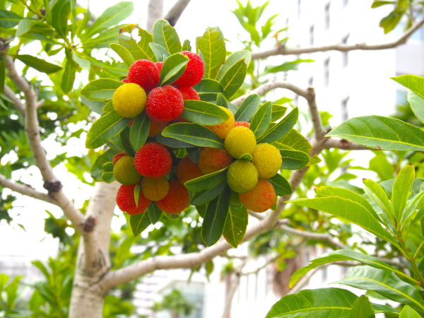 ヤマモモ実画像