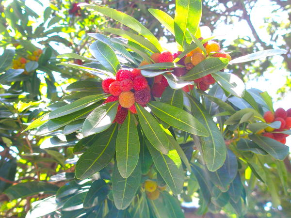 ヤマモモ実画像