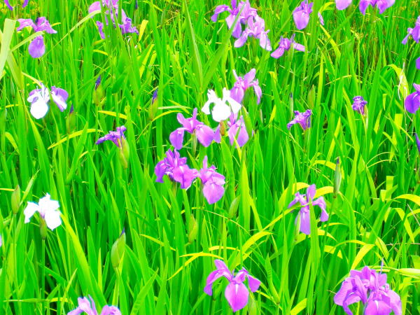 �ޗǓ��@�뉀�J�L�c�o�^��