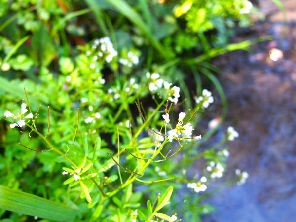 クレソン花観音崎公園