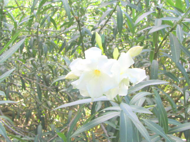 キョウチクトウ白色花画像