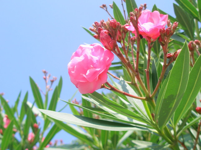 キョウチクトウ花画像Nerium oleander