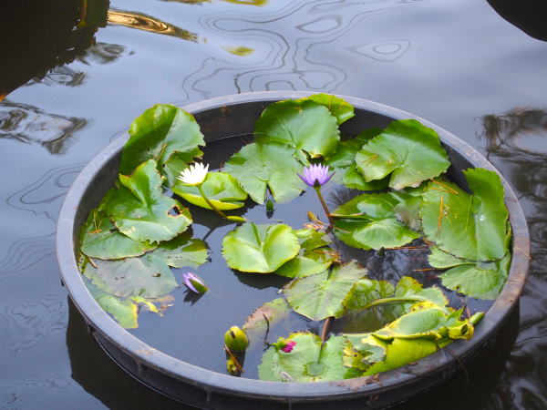 スイレン花善通寺