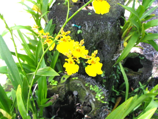 オアフ島オンシジウム花画像