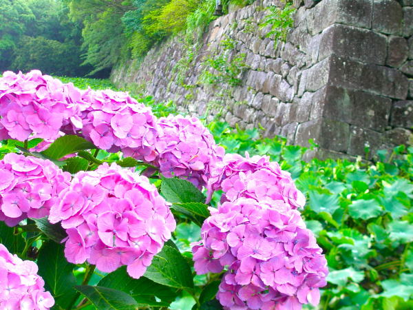 小田原城アジサイ花写真