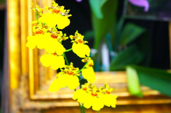 オンシジウム花