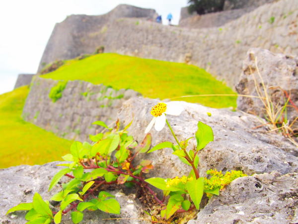 オオバナノセンダングサ花