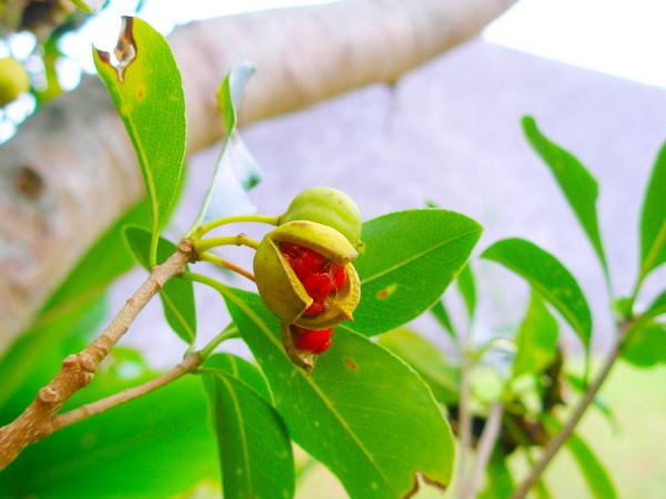 トベラ実首里城