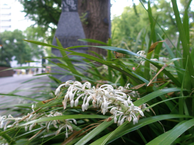 ジャノヒゲ属ノシラン花
