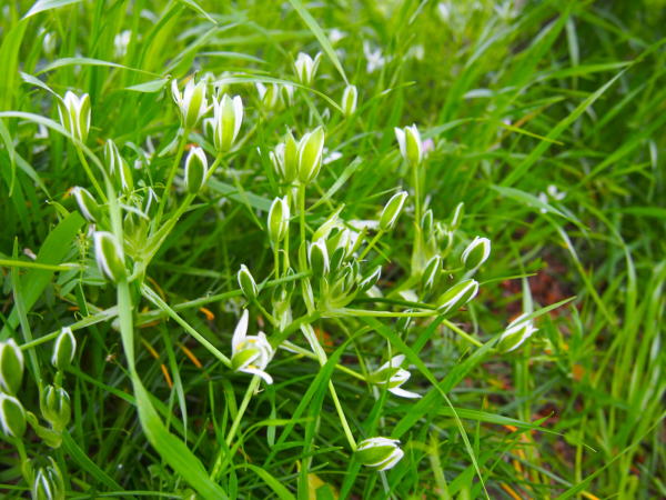 オオアマナ花蕾と線状の葉