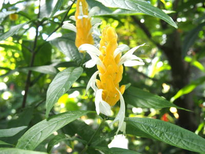 ウコンサンゴバナ花画像