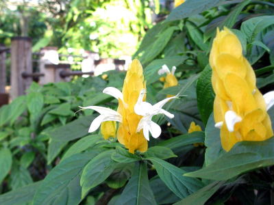 ウコンサンゴバナ花画像
