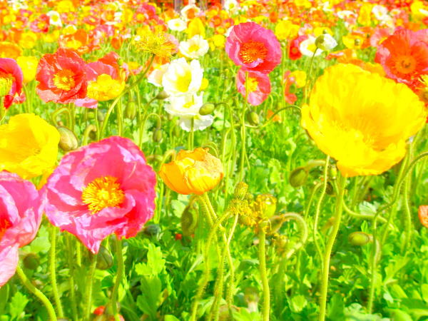 シベリアヒナゲシ花画像