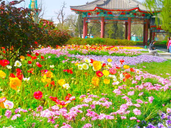 シベリアヒナゲシ花画像