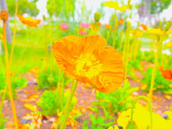 シベリアヒナゲシ花画像