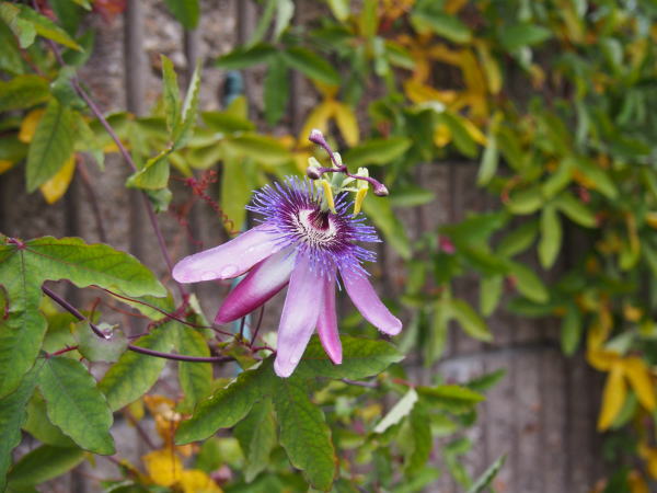トケイソウ花紫色