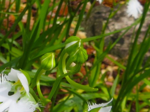 サギソウ花蕾写真