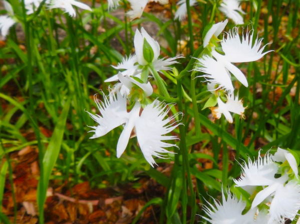 サギソウ花写真
