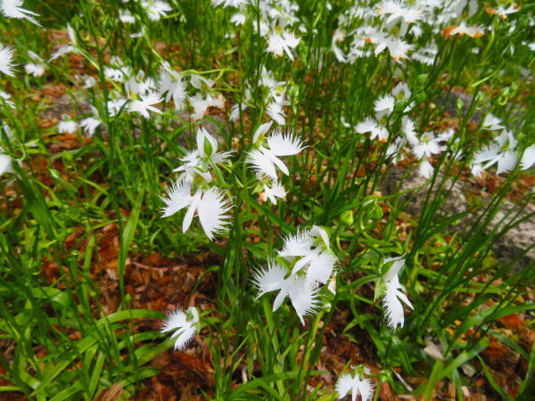 サギソウ花写真