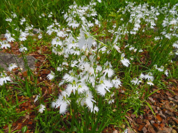 サギソウ花写真