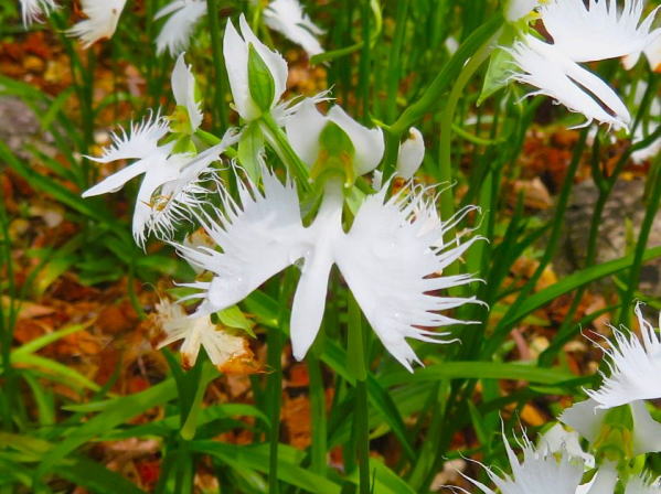 �T�M�\�E�Ԏʐ^