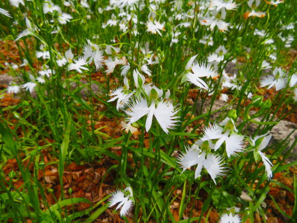 サギソウ花写真