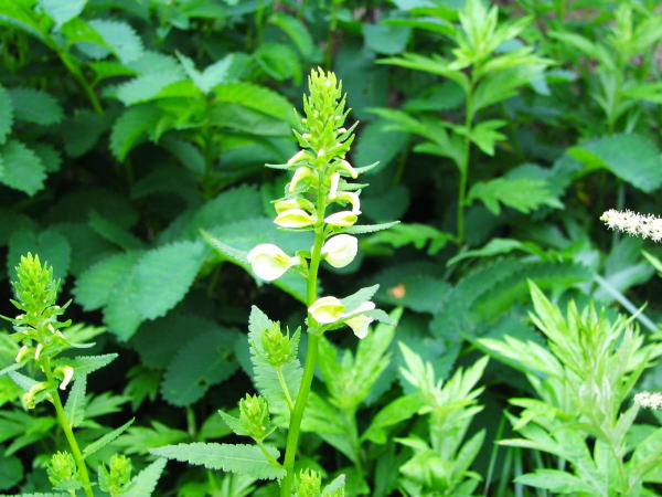 エゾシオガマ花