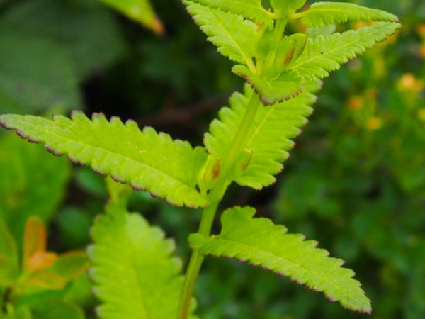 ヨツバシオガマ葉