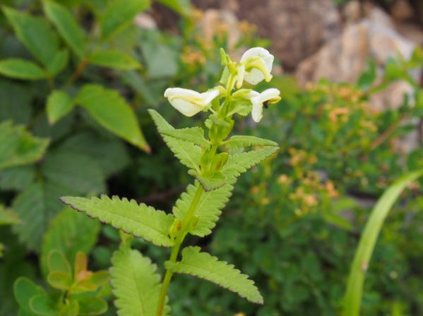 ヨツバシオガマ花