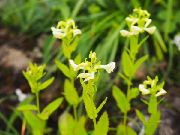 ヨツバシオガマ花