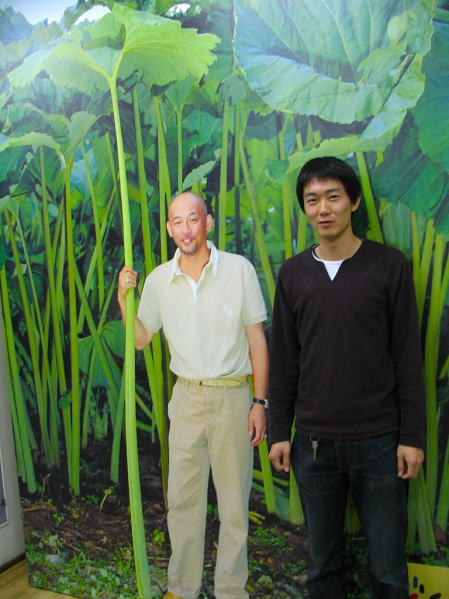 ラワンブキ根生葉写真