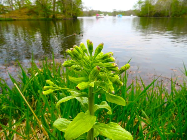 �t�L�ԁi�t�L�m�g�E�j�ʐ^