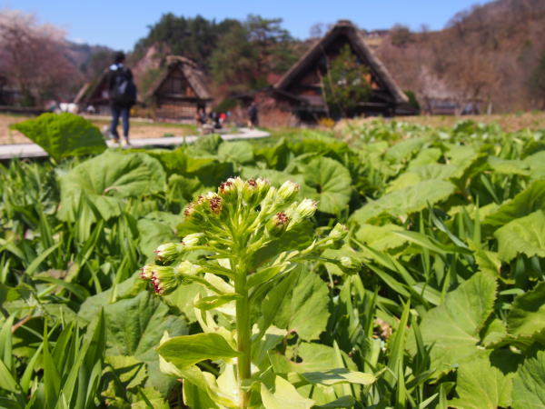 フキ花（フキノトウ）写真