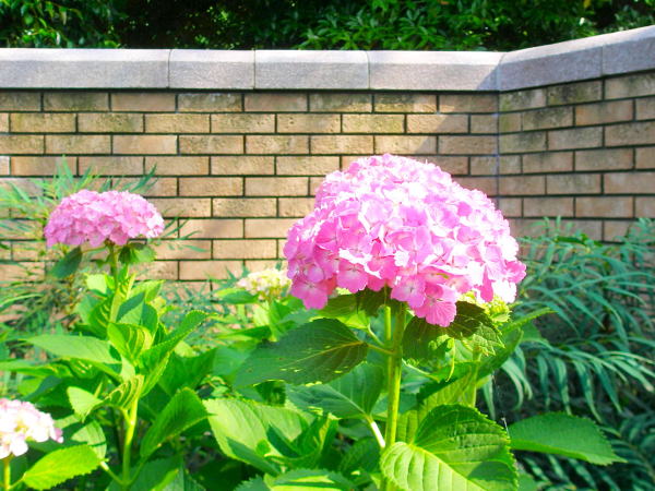 アジサイ花ピンク色