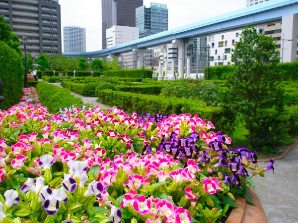 トレニア花ピンク色