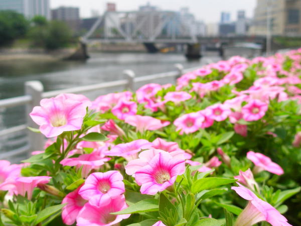 ペチュニア花ピンク色