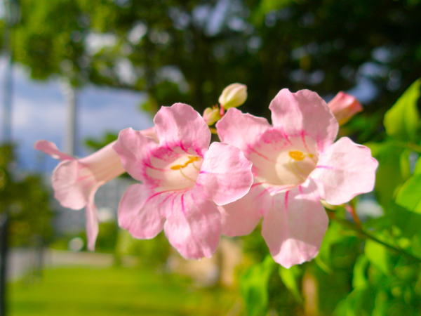 ピンクノウゼンカズラ花